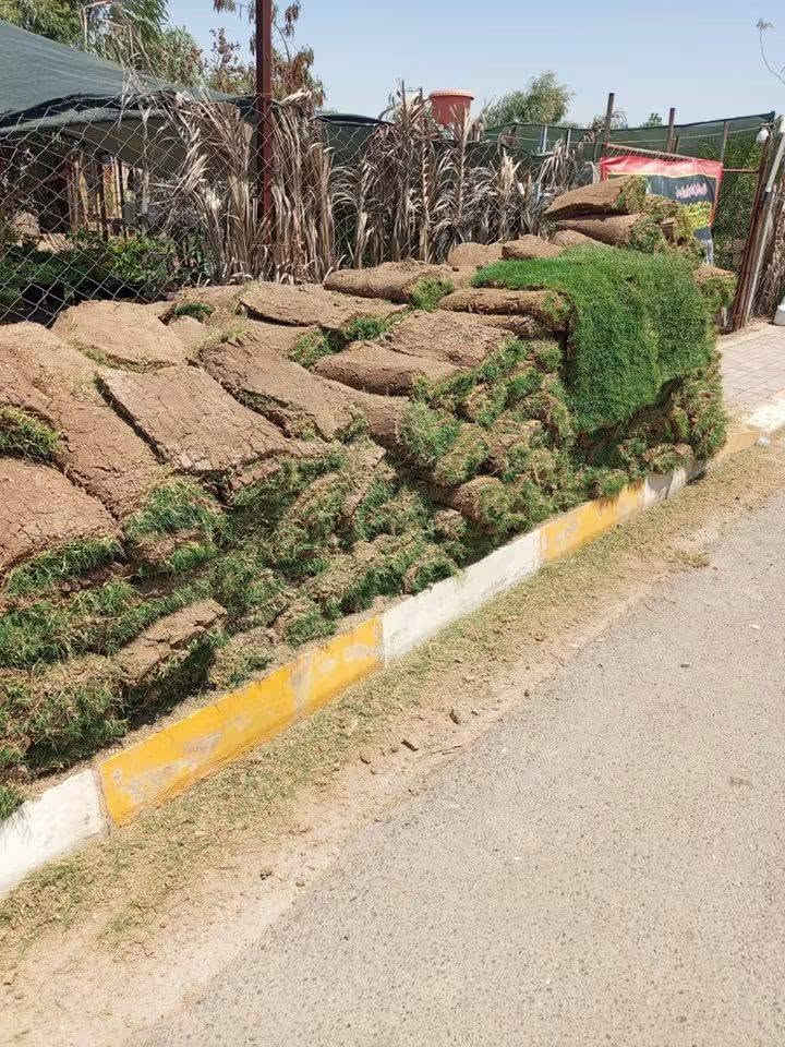 ثيل هندي للبيع درجه اولى وباسعار مناسبة واصلك البيت الحجز ***********
