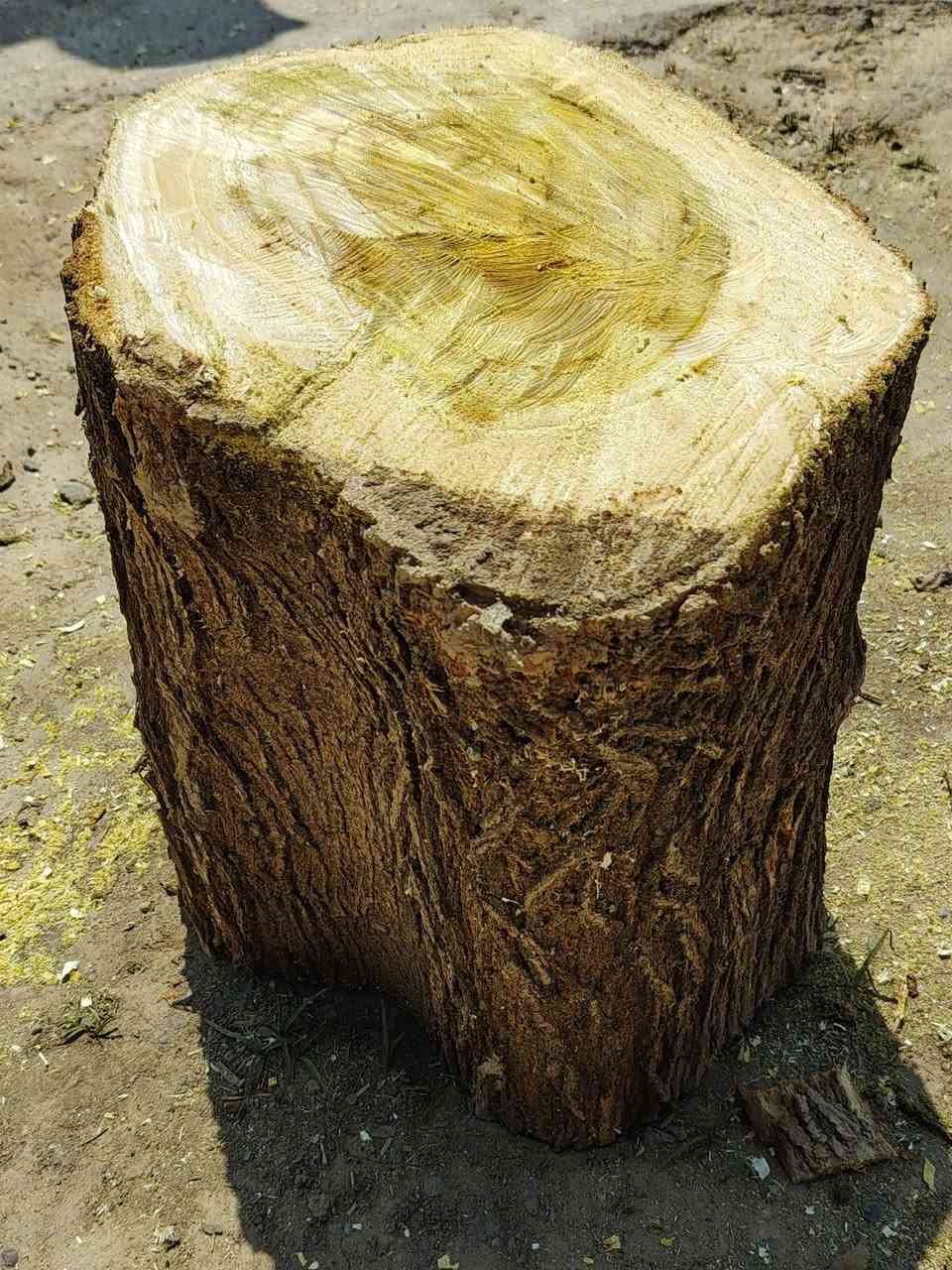 طبلة قصاصيب للبيع
للأستفسار :***********
