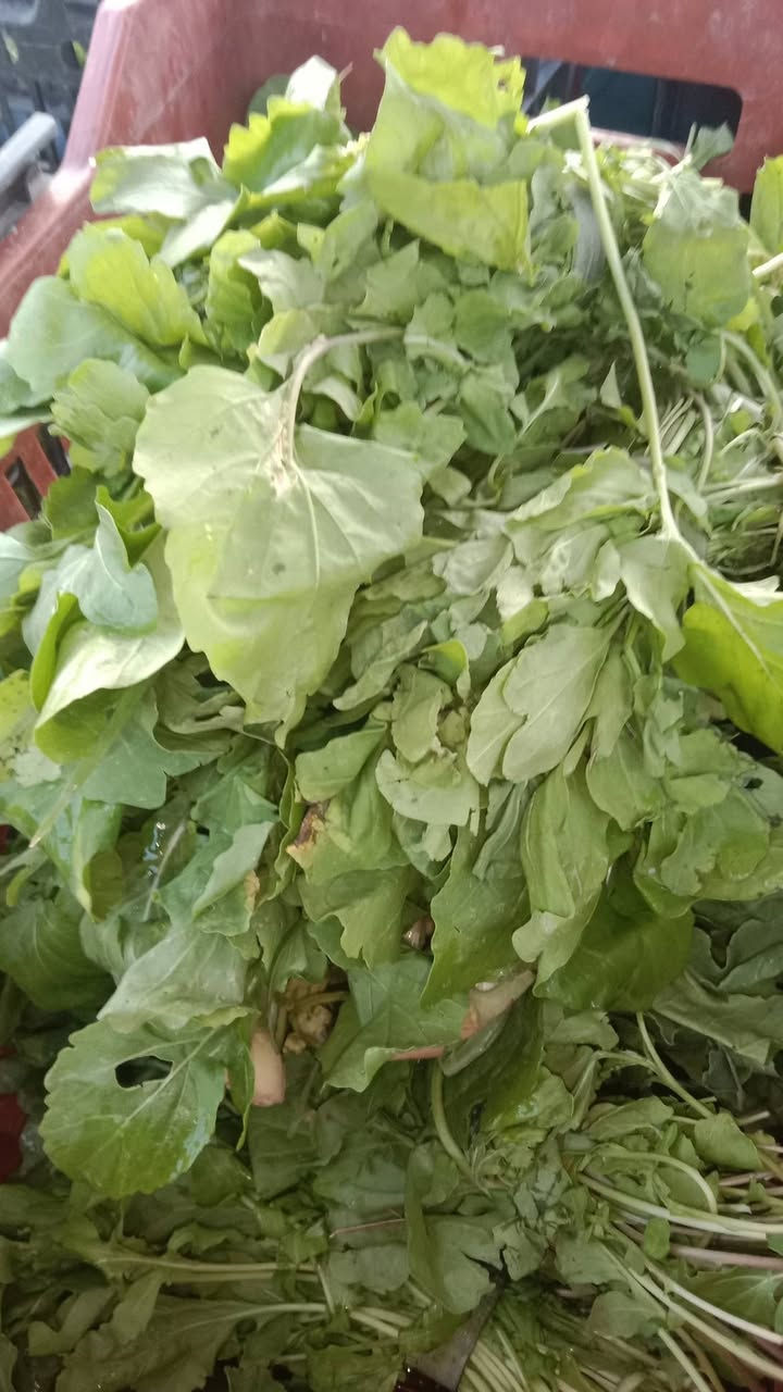 سبيناغ بغداد • فجل أحمر • توصيل