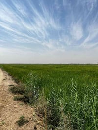 بحر النجف • ٥٨دونم • سند ٢٥