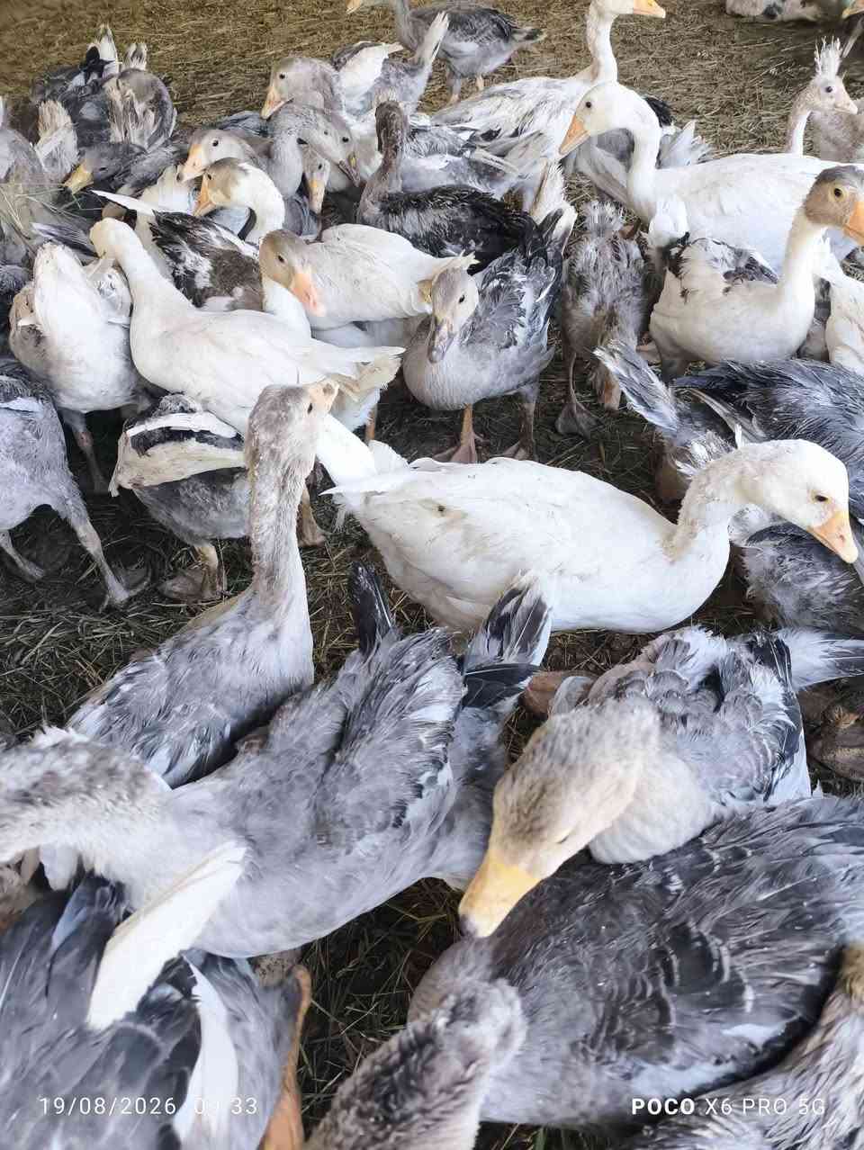 سلام عليكم بط للبيع سعر الزوج 30 الف نجف قضاء المناذره ***********
