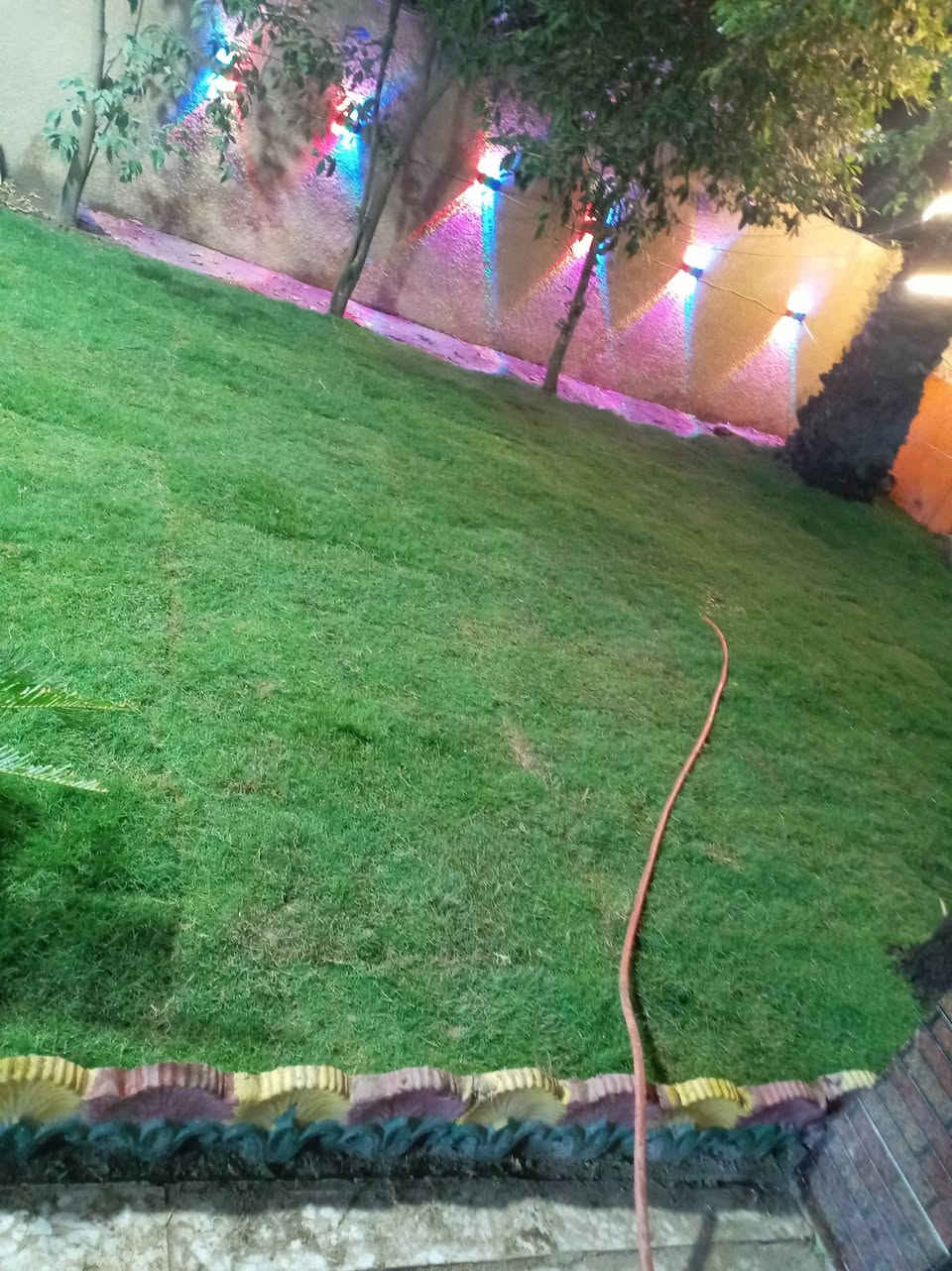 ثيل هولندي • ٤٠ قطعة • أصلي