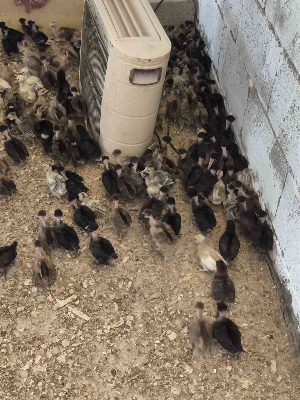 ماشاءاللە تبارک اللە
جوجکەی ئەتاکس و مل  ڕووت بەردەستە
تەمنان  پانرە  ڕۆژە  ساغ و تەندروست 

هەرزانترین سیعر  شوێن  زەرایەن 
***********
***********
