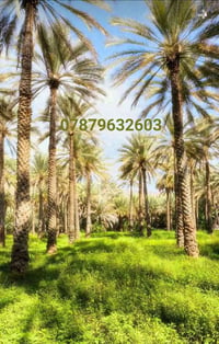 قصّ نخل • تنضيف نخل • واتساب