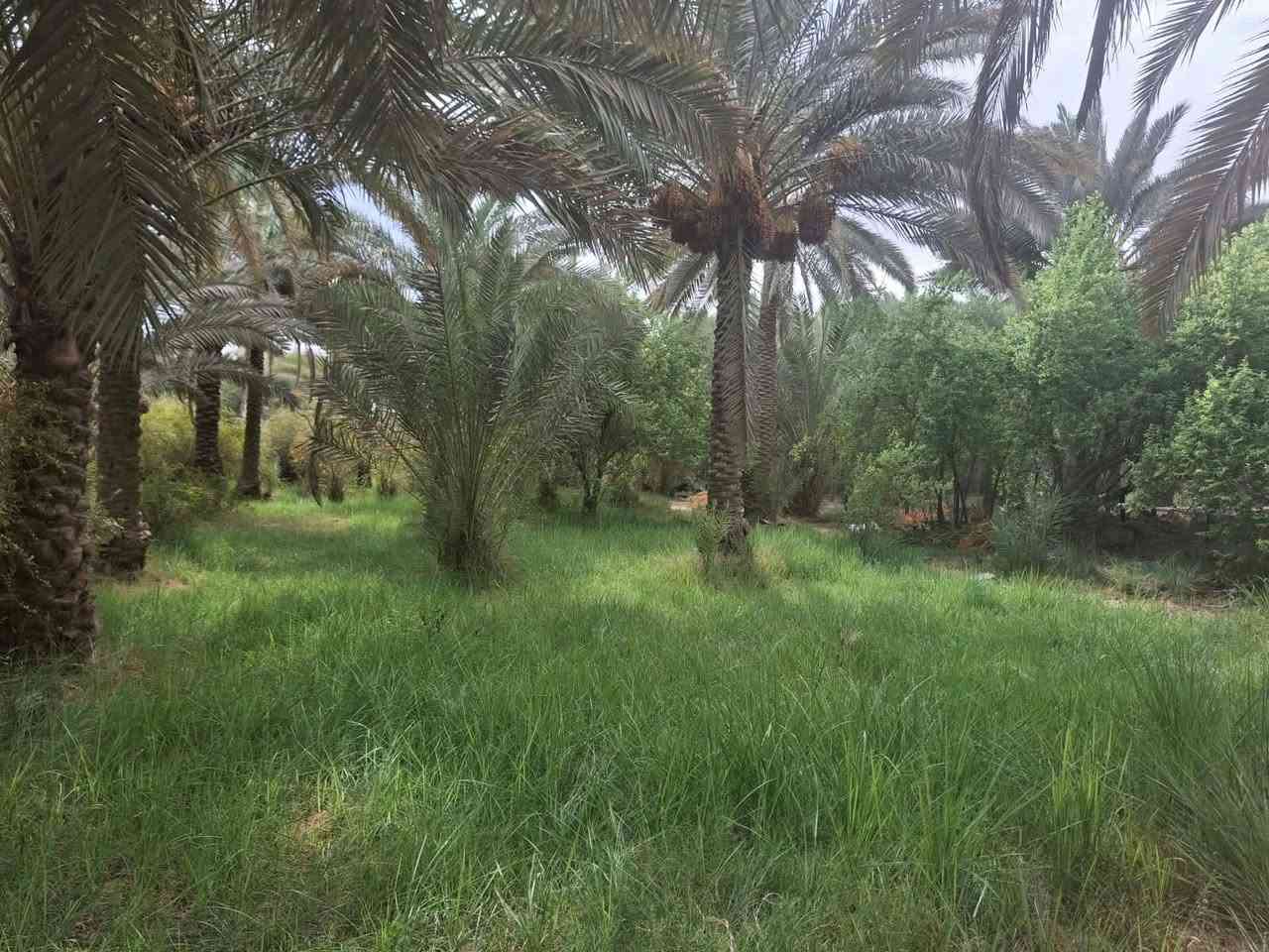 دونم ونص • تجارية • واجهة ٣٢
