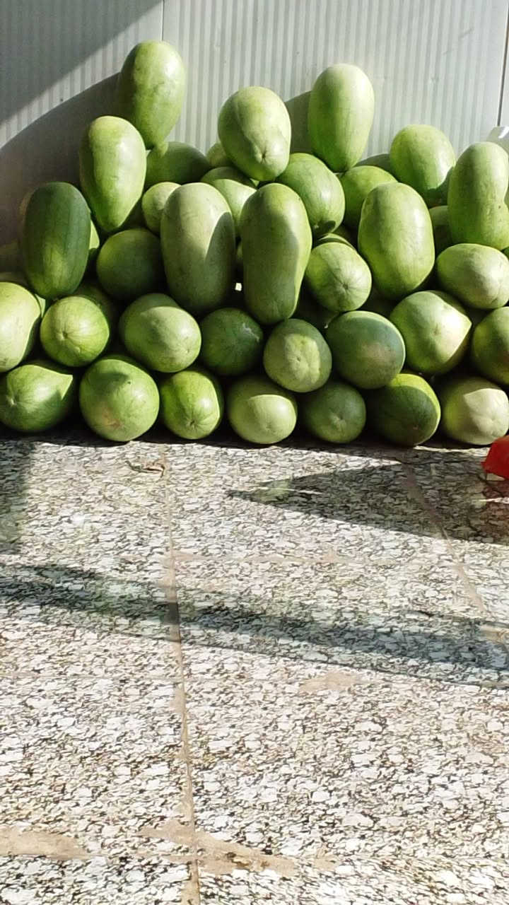 (بسم الله الرحمن الرحيم )
         اسعار يوم الخميس 
 واتساب رقم التوصيل 
***********
عروض اليوم
،،،،،،،،
ركي عراقي احمر وحلو الحكه ب3🍉
اسود 🍆عراقي 500   ، 2 بالف
طماطه 🍅 عراقي 3ب 2000
خيار  عراقي ب 1000
بصل اصفر عراقي🧅 ب1000
بصل اخضر  ب1000
بصل ابيض كرستال 750
بطاطا عراقيه درجه اولئ ب1250
شجر شمالي  ب  1000
لهانه بيضه + حمره ب 1000
خس قطعه  ب1000
فلفل 🫑 بارد درجه أولى ب 1000
فلفل مزحلق ب 1500
فلفل حار🌶 ب 1500
شوندر ب 1000
قرنابيط  ب 1500
فاصولياء ب 2500
لـوبـياء عراقيه ب 1500
بامـيه 3000
ثوم شريط🧄 ب 1000
ثوم وزن🧄 ب 3500
الفواكه،،، 
رقي حمرين ب 750 حكه 3000
تـمر برحـي ب 2500
تمر عمراني ب 1500
تمر برحي خلال ب 1500
تـمر خستاوي كيس ب 1500
عنب حلواني 1250
موز درجه اولئ  🍌ب 2000
خوخ مسكي عسلي 🍑ب1500
فطر علبه ب1500
رمـان مصري ب 1250
رمان يمني ب 3000
كـيوي درجه اولئ 🥝ب 1500
كيوي علبه 1000
اللوو  اسود 1250
عنجاص دموي ب 1000
تفاح سكري1500
تفاح أصفر🍏 1250
تفاح احمر🍎 1250
عرمـوط🍐  ب 2000
لالنكي تركي 1500
برتقال مصري درجه أولى ب1500
ليمون اخضر سوري ب1000
ليمون إفريقي 🍋 1500
دبس مال بيت مرتب شيشه ب 2500
طرشي بيت درجه والئ ب 2500 
خضرة َ
سـبانـغ باقه كبيره 2500
  مشكل 10  َ 1000
سـلك بـاكـه 1000
شبنت باقه 500
علوة الطائي للخضار والفواكه الطازجة
