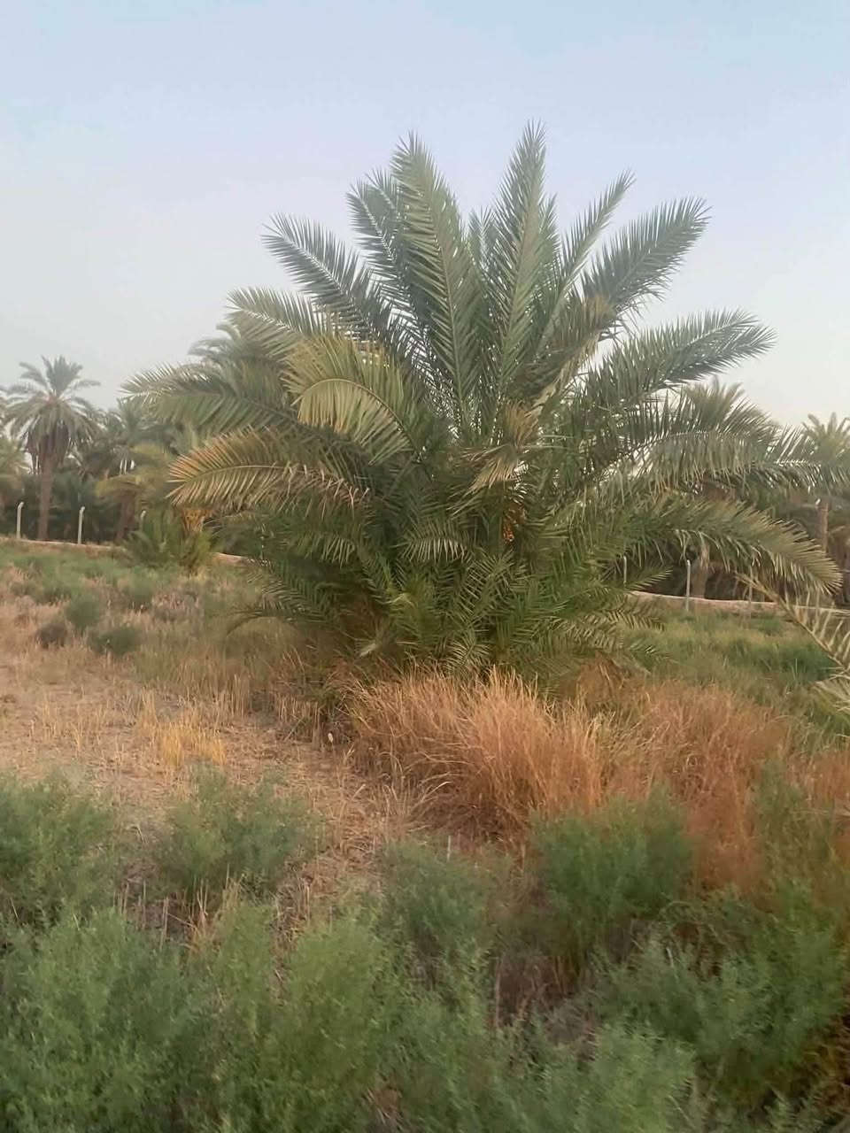 #بستان 2 دونم للبيع
دونمين للبيع تحتوي على نخيل نوعيات جيدة (حمال)

متوفر كافة الخدمات

🍀ماء اساله

🍀ماء سقي

🍀كهرباء

🍀مسيجه بالكامل brc

♻️

موقع مميز 👍 يحدها نهر من البداية ونهر من النهايه

📍العنوان - طريق الدغاره - نزلت زبيد - بداية البونايل قرب الاروائي(ابوصبخه)

للتفاصيل أكثر 

***********

