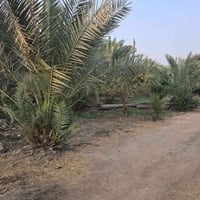 الحسينية شارع الابراهيمية • ١٥٤٠م • طابو زراعي