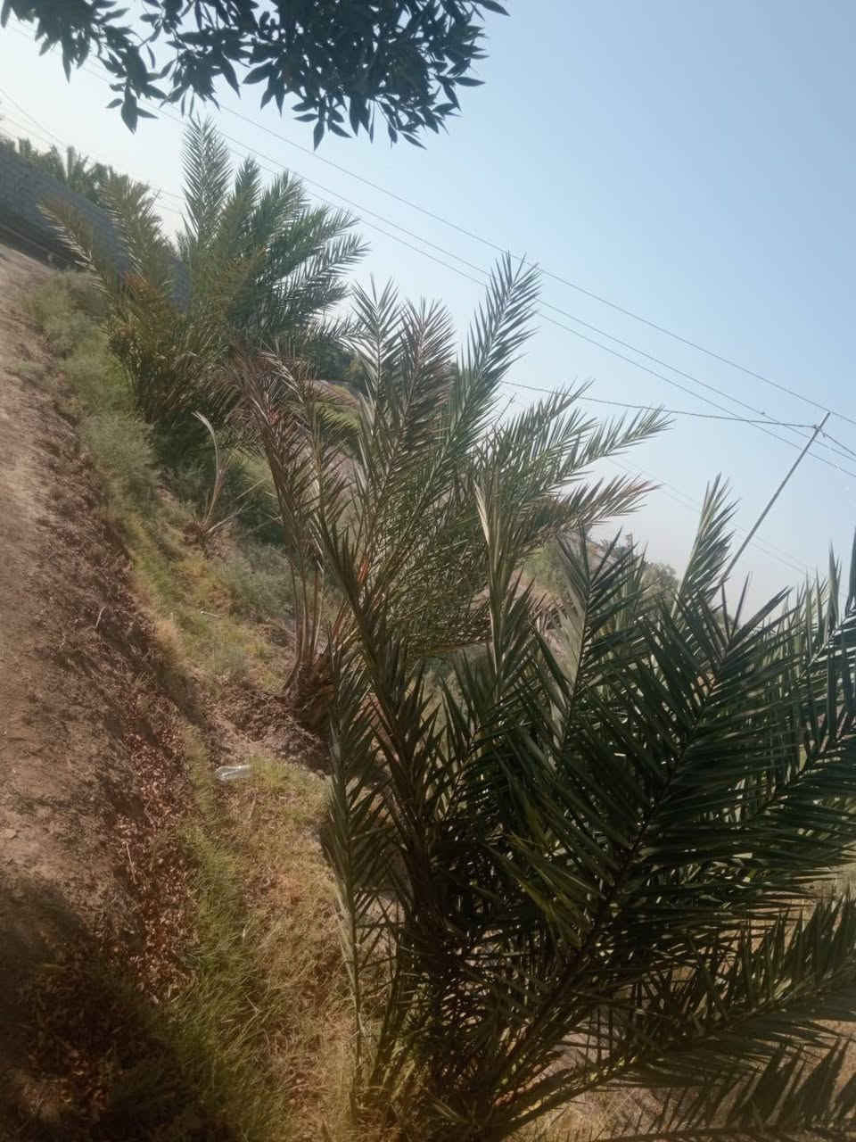 دونمين زراعي على الشارع مباشرتا
السايدين طريق بني زيد دوايه
منطقة ال جباره 
مقابيل المجمع السكني الجديد فرع ال بو سعد
الوجه 33 متر 
مع بيت طابوق بناء حديث البناء يتكون
 من ثلاث غرف وصاله 
ومطبخ عدد 2 حار وبارد 
وصحيات خارجيه وداخليه
 وديوانيه 10×4 ومشتمل 
مع قطعة بتلوا رباط كونكريت خارطه حديثه 
الخارطه غرفتين وديوانيه وصالتين ومطبخ ومجمع صحيات
 كهرباء وطنيه ظفيره من المحوله للبيت وأمبير ومولد بيت ابو ال8 
ماء أساله وماء بير 
الموقع تجاري. تجاري. تجاري 
‏‪***********‬‏ رقم صاحب الدار
