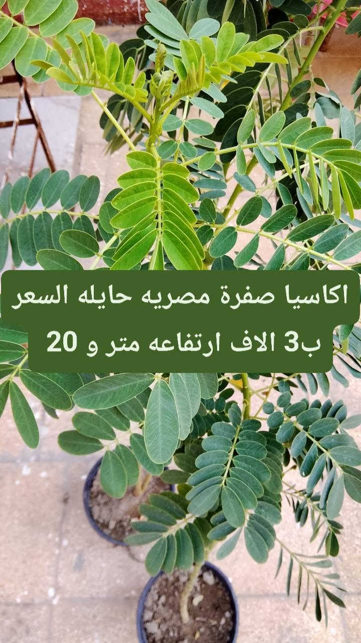 متوفر عدنه زرع كاتب على الصوره كلمن والسعر والنوعية الموجوده 
نزلت لكم سعر تفليش الي يريد يراسلني خاص. رقم الهاتف/*********** .الي عنده حديقه نشتغله شغل كامل + ضمان على زرع فقط يم ابو جروح

نص مكتوب في الصور:
- شتلة لالة عباس ب1 دينار فقط ورده بليل يطلع .
- شتلة ددونيا سعره 1 ونص
- شتله الساحل + ورده القلب سعره ب3 الاف ارتفاعه 90 سانتيم
- شتلة كاريزيا سعره ب 3 الاف
- شتله ورد القهوه سعره ب 3 الاف ارتفاعه 80 سانتيم
- ياس عراقي السعر ب 2 ارتفاع 40 سانتيم
- اكاسيا صفرة مصريه حايله السعر ب 3 الاف ارتفاعه متر و 20
- بمبر السعر ب 3 الاف ارتفاعه 45 سانتيم
