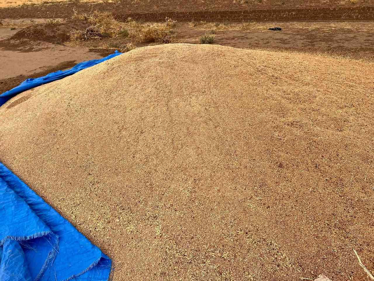 حنطة بورو • ٧ طن