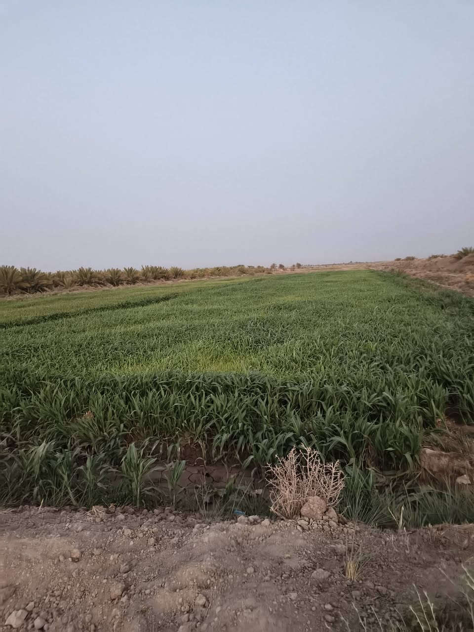 ١١ دونم • سند ٢٥ زراعي • طريق الديوانية-النجف