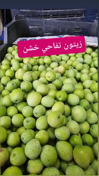 زيتون تفاحي • زيتون بيضوي • تكريت القادسيه