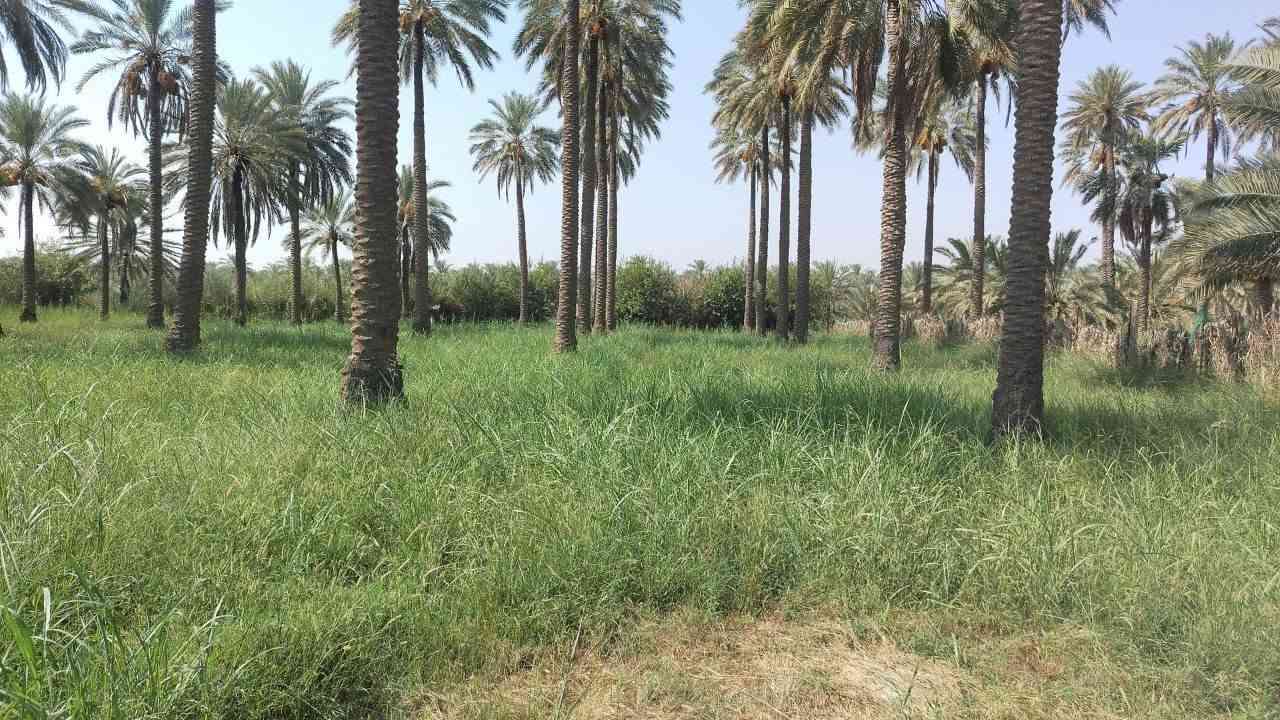 سلام عليكم 
يتوفر ارض للبيع مساحه دونم وربع 
كل شروط متوفره
كهرباء 
ماء اساله
ماي سقي 
موقع صويره 
الاستفسار علق تم 
او اتصال على الرقم ***********
