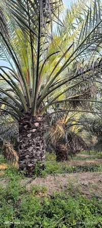 نخيل نسيجي • انواع • البصرة