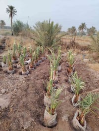فسائل • برحي • شهربان ديالى