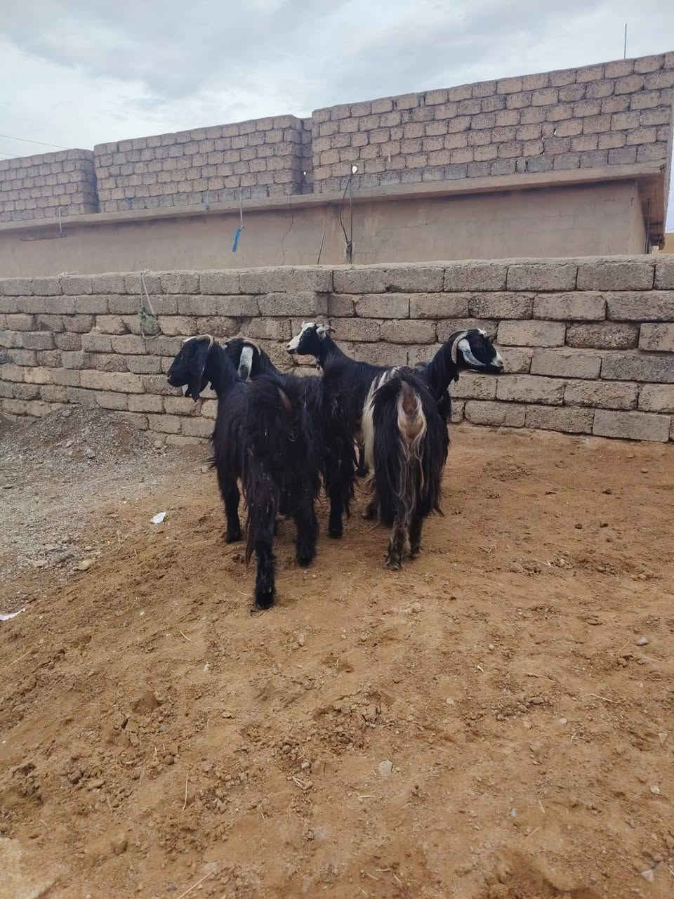جذاع • ٤ قطع • توصيل