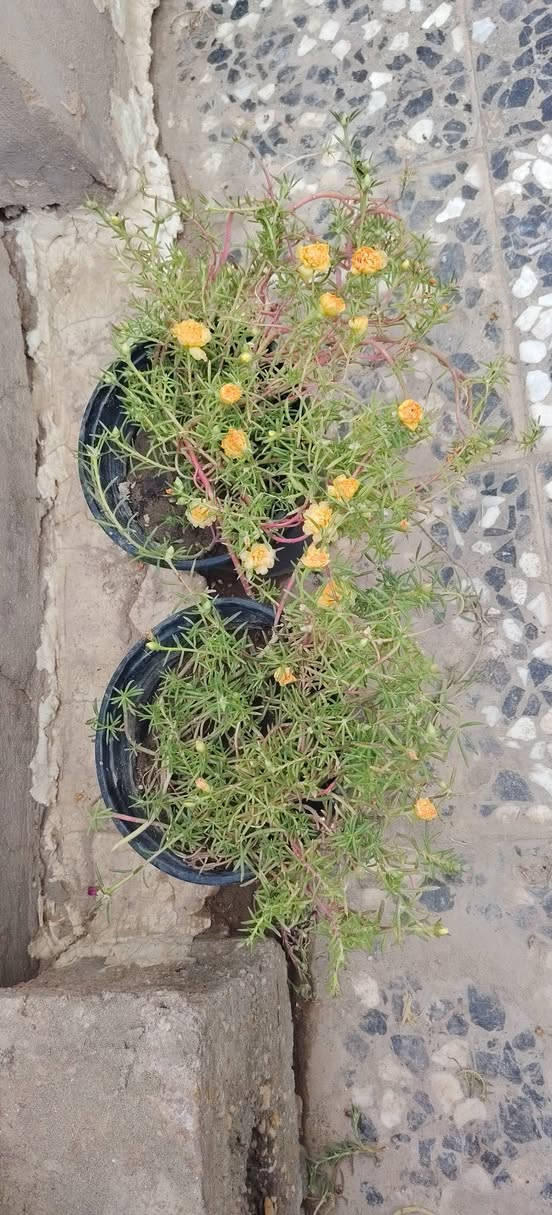حجز • توصيل النجف • كوفه دور الحوزه