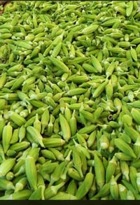 بانيه • شرط ناعمه • طازة العصر