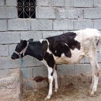 جوز حوليات • ناصحات • مجال لطيبين