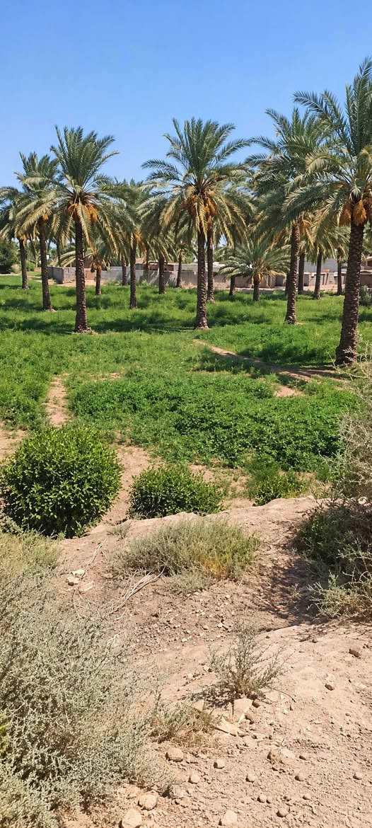 نص دونم • قريب دجلة • نخيل