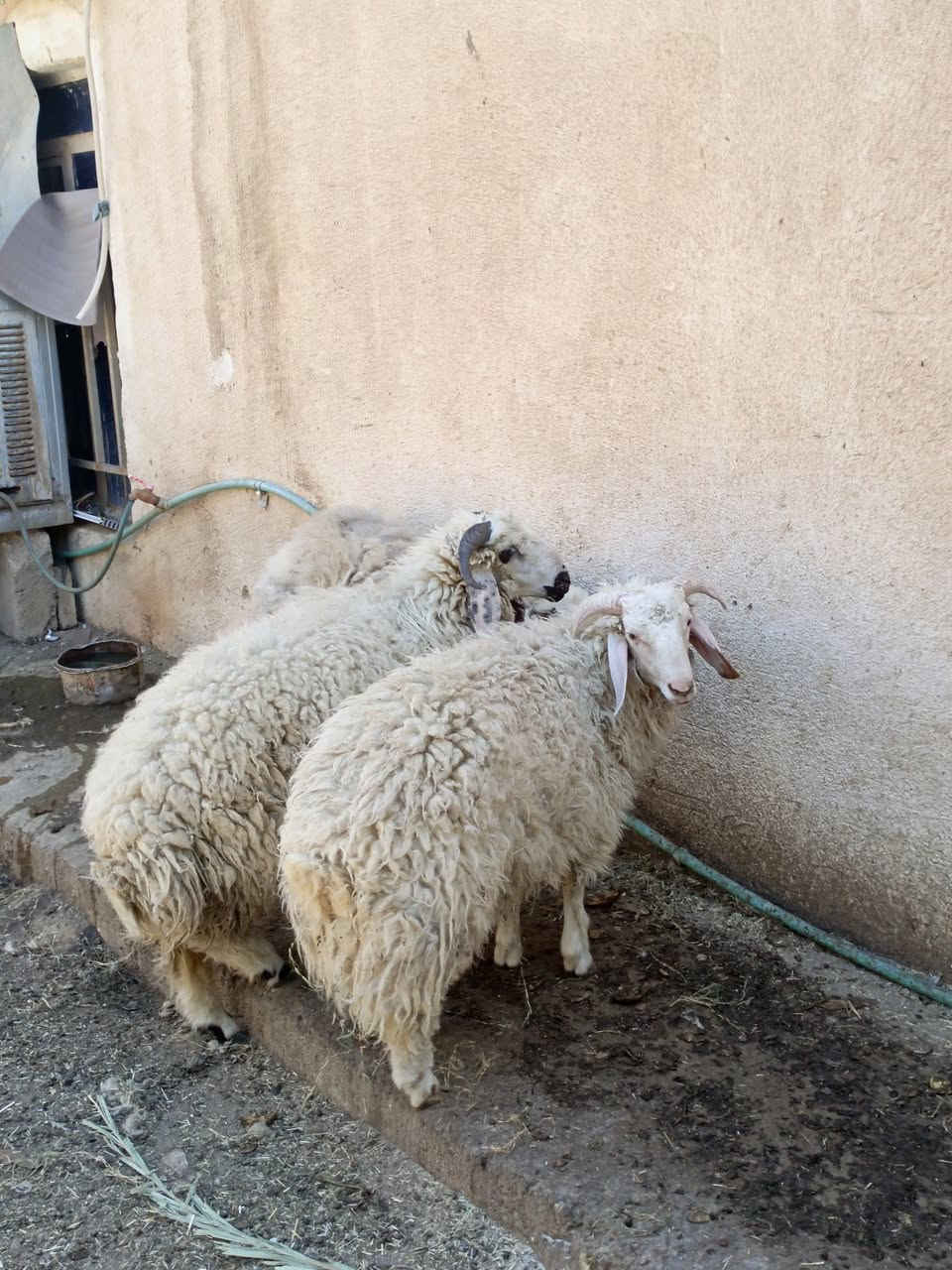 طليان درجه اولى • خشنات وسمان فول • المالحه الغربيه