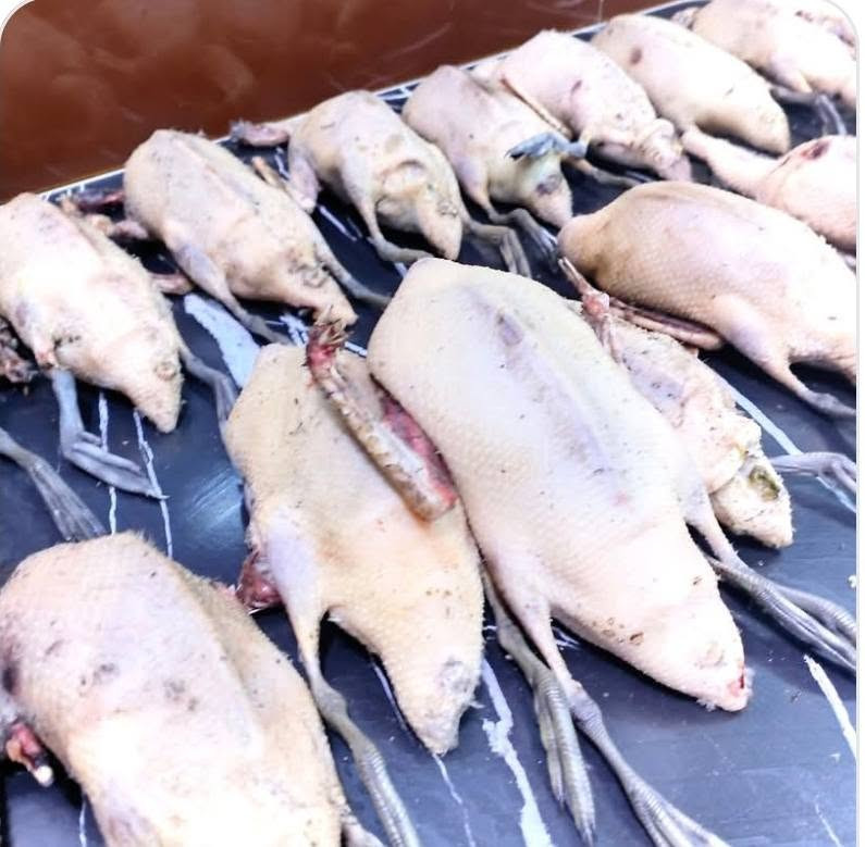 السلام عليكم متوفرة جميع انواع الطيور الحرة منضف وجاهز للجدر للطلب ***********
