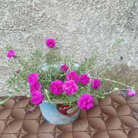 حي القدس • نباتات متنوعة • ١٢ شتلة