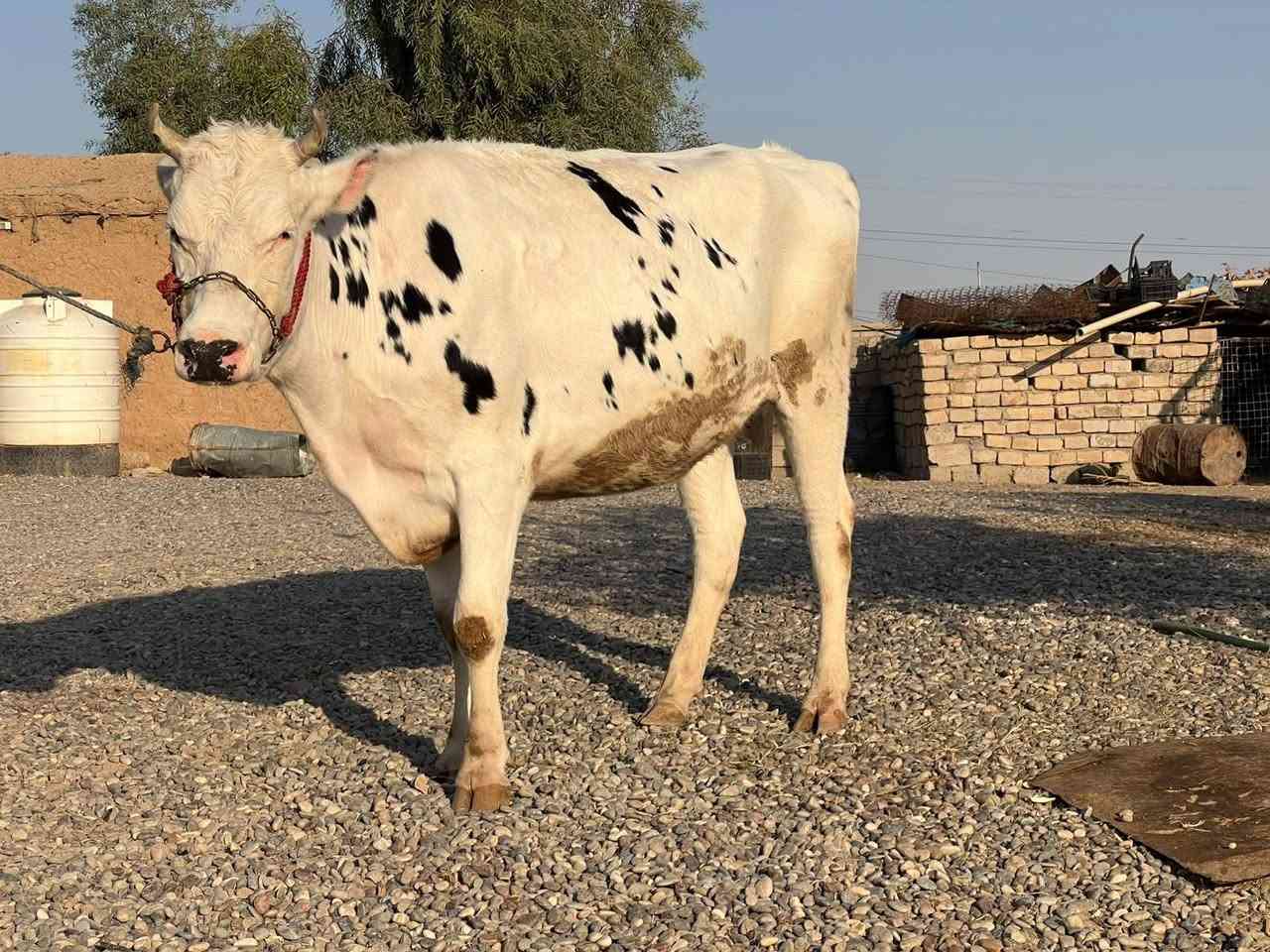 اللهم صلي وسلم وبارك على سيدنا محمد وعلى محمد 🌺
بجر فرنسه ثاني بطن عشار 8 اشهر كفاله فحص بيطري خشانه 9 بلوكات دابه عملاقه ملقه لقاح سمتال انطيها شرط الحليب والدسامه مكفله على كل عيب كافت شروط الجني بعد الولاد بسبوع للاستفسار الاتصال على الرقم 
***********
ملاحضه يرهم مراوس بحلال 
العنوان الشرقاط قرية سديره سفلى

