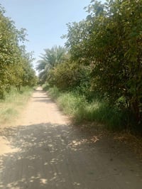 الصويرة • ٧ دونم • بستان حمضيات ونخيل