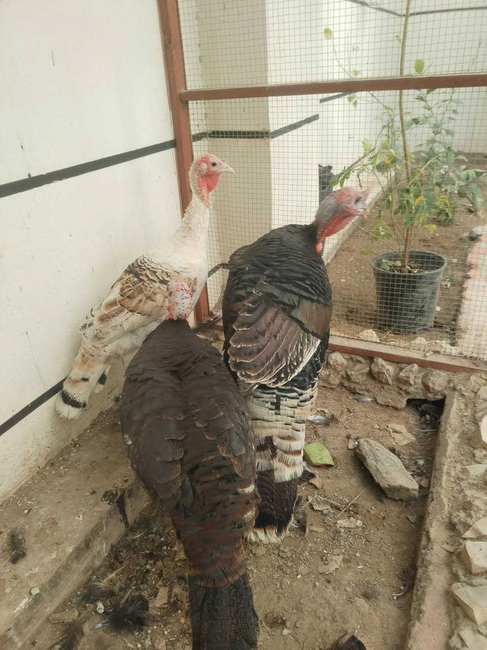 فحل فسيفس • عدد ٢ • الرمادي