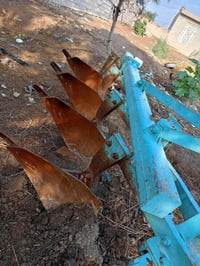 فدان • ناردي ايطالي • كفالة عامة