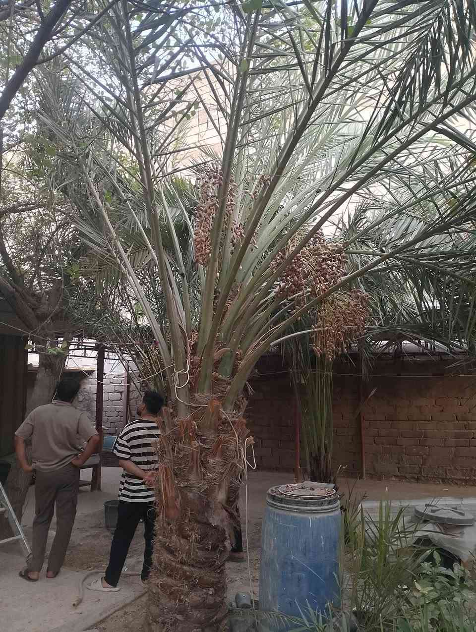 نخل اللبيع *********** وتساب

