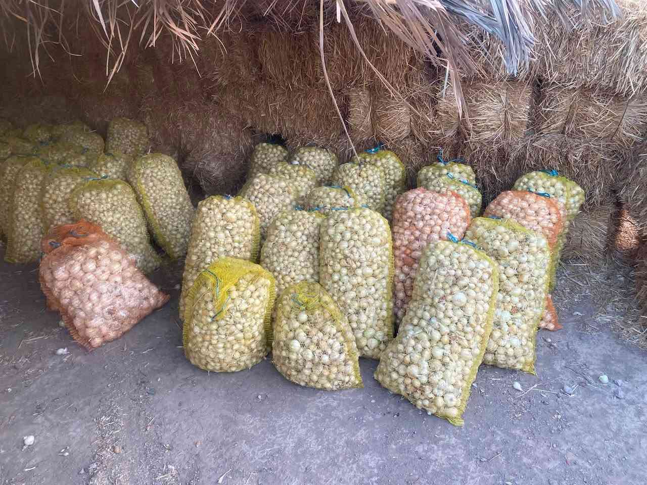 بصل درجة أولى عريب للبيع 
مكفول راس و ورگ إنتاجية فول 
من يرغب يتصل ***********
