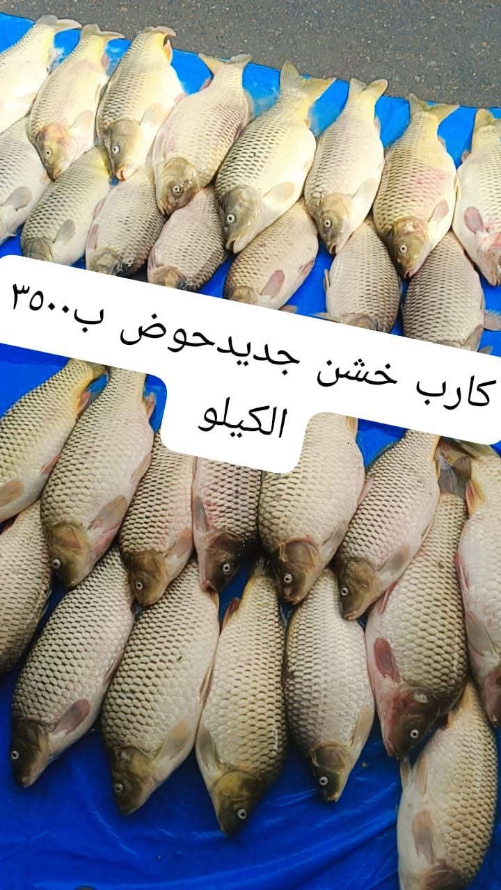 كارپ خشن • توصيل تنظيف • تكريت سوك المخضر