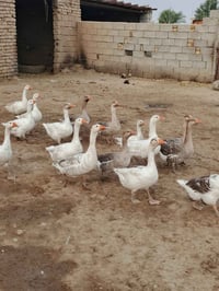 بطوط • زوج • طريق المجر