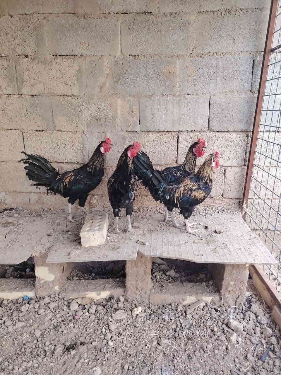 للبيع • حفريه