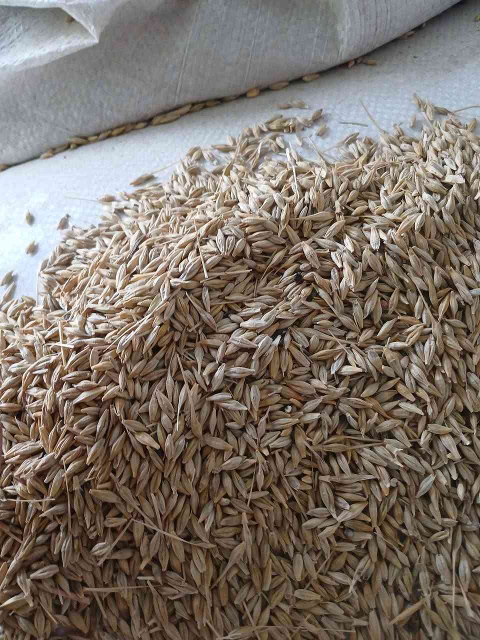 شعير سمير • درجة أولى • انتاجية عالية