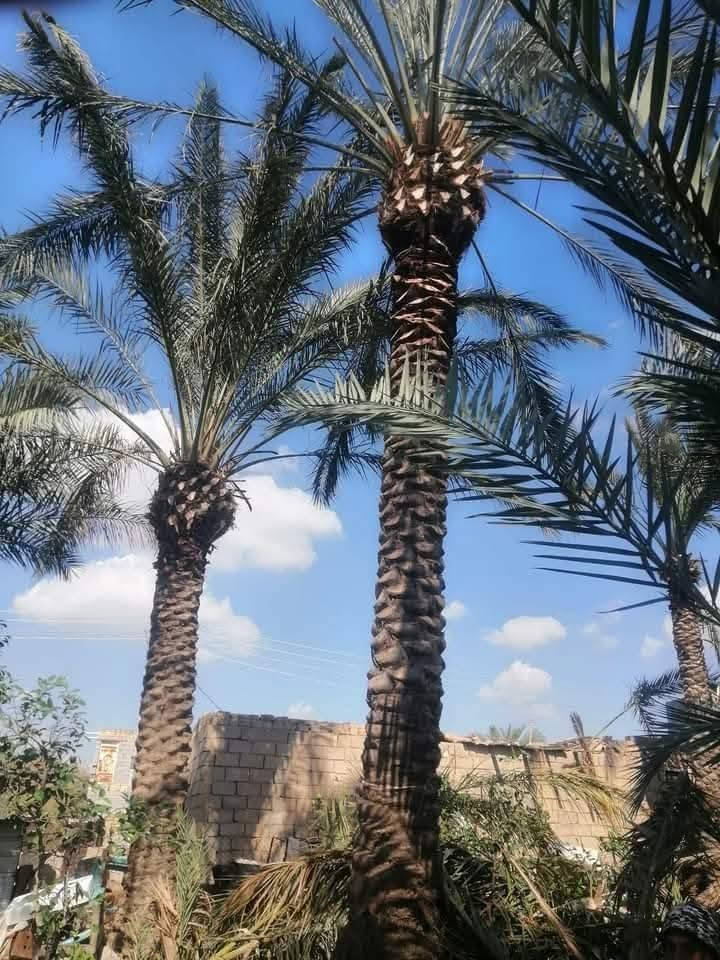 تكريب نخل