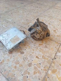 عقل • دينمو • جديد