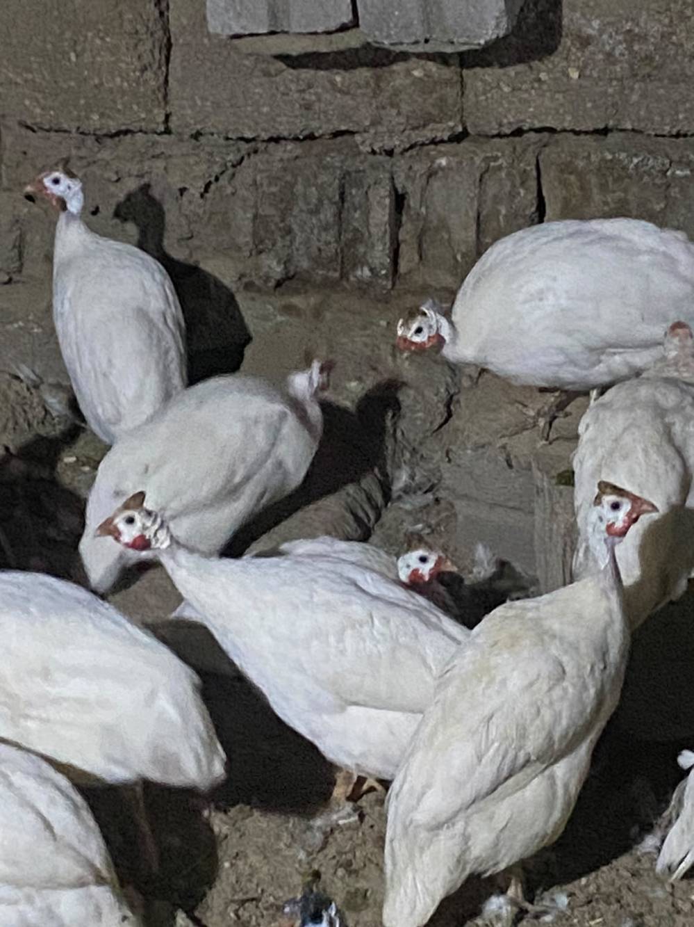 قبج أبيض • ٣٠ زوج • بابل القاسم