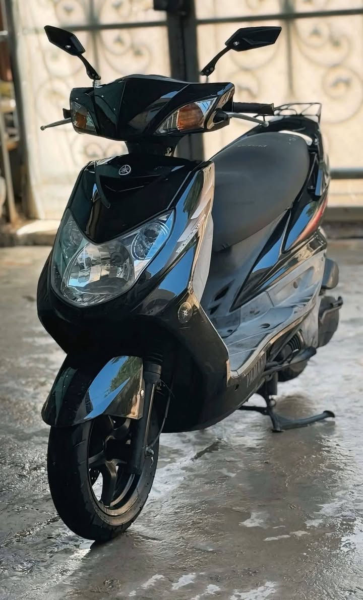 سكنس فحل • ياباني • مكفول