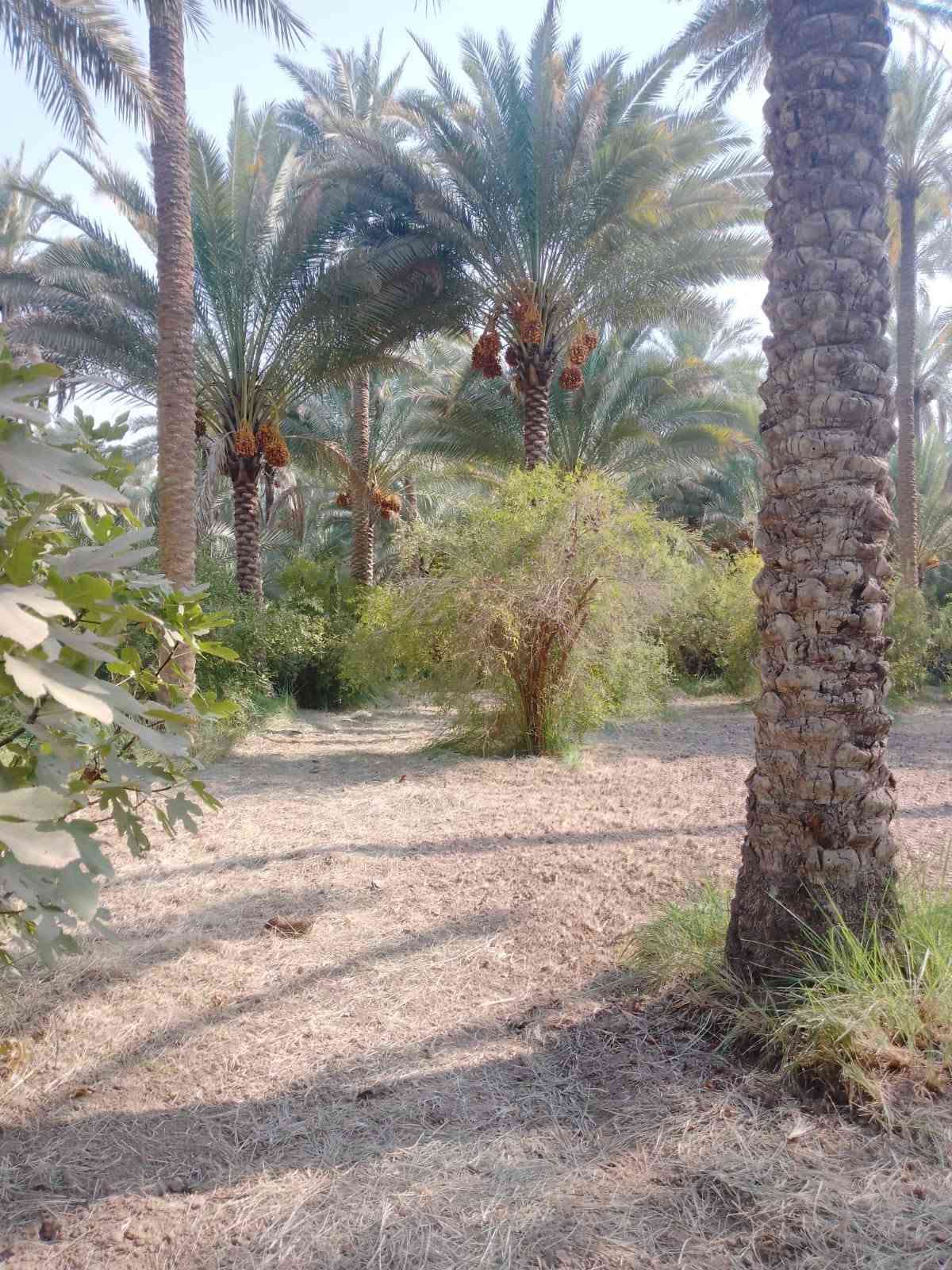 دونم • دار ٢٢٥م • طريق بغداد عمود ٥٤