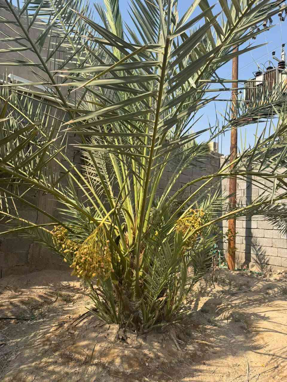 السلام عليكم كل اخوتنه وناسنه لطيبين نعرضلكم اميات حلاوي كلش حلوات هنا وفسائلن عنواني بصره ابو لخصيب ***********

