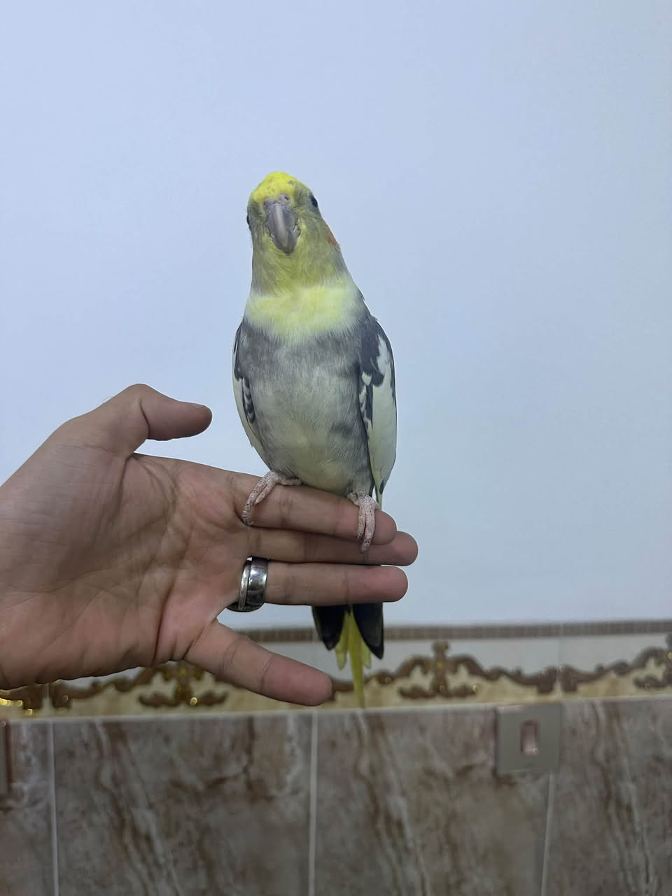 دونر • ممتاز