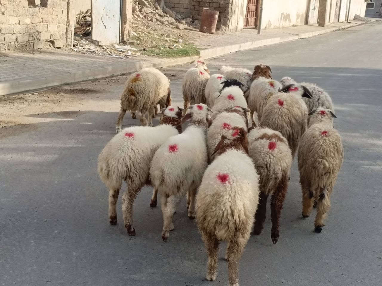 طليان ناصحات • ١٥ • حي العصري