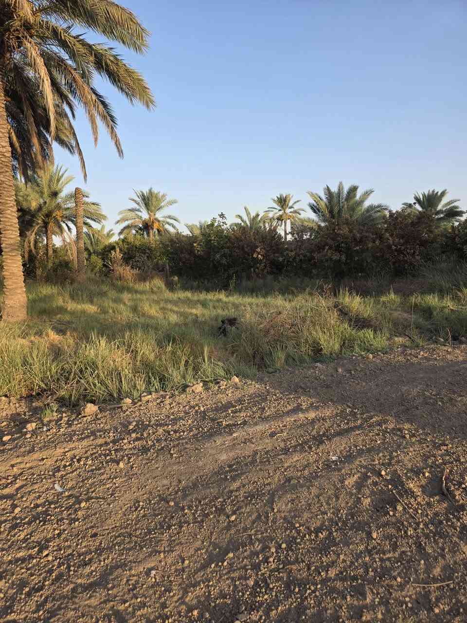 السلام عليكم ورحمة الله وبركاتة🫱🏽‍🫲🏻 متابعينا الكرام👥 
قطع اراضي للبيع المساحات مختلفه
200_400_600 ملك صرف زراعي يتوفر فيها ماء ⛲وكهرباء 💡
العنوان:شاطئ تاجي/شارع جميل الويس قرب جامع الوهاب🕌 
للاستفسار الاتصال على الارقام الاتيه كورك: ***********📞📞
+(واتساب) 
اسيا: ***********📞📞
#مكتب_ديرتنا_للعقار🏢
 #بإدارة_أحمد_أبومصطفى🌹
تواصلو معنا وسنكون بخدمتكُم 🤍
