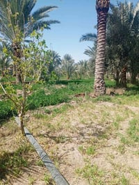 طريق السنيه الدوانيه • ٣دونم • واجهة الشط ٦٥م