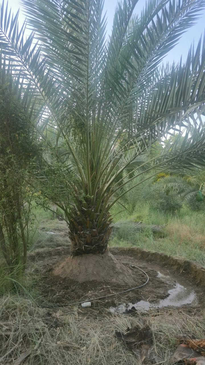 ٦ دونم • ٣١٥ نخلة • سقي تقطير