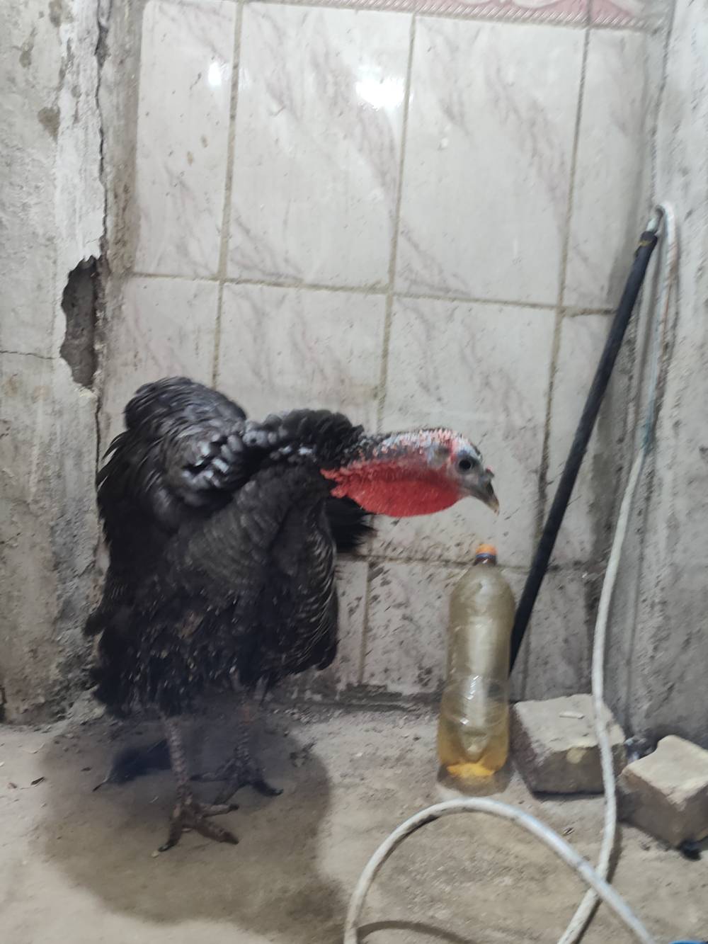 دجاجة بيضا • أنثى • صحة جيدة
